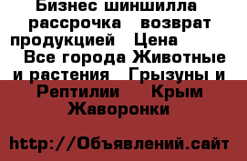 Бизнес шиншилла, рассрочка - возврат продукцией › Цена ­ 4 500 - Все города Животные и растения » Грызуны и Рептилии   . Крым,Жаворонки